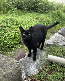Black Cat, JPG Black Cat, JPG