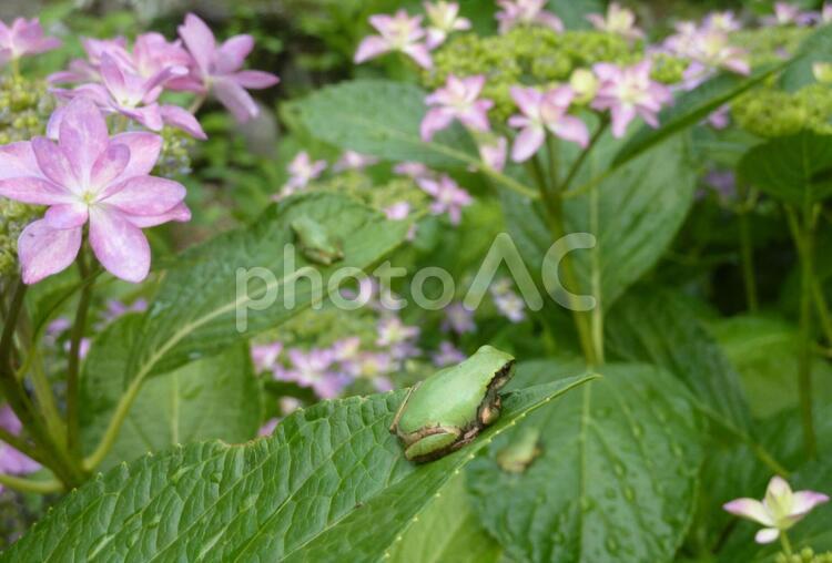 雨後の紫陽花と雨蛙　後姿アップ アジサイ,紫陽花,アマガエルの写真素材