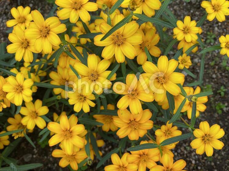 黄色い花 植物,群生,花の写真素材