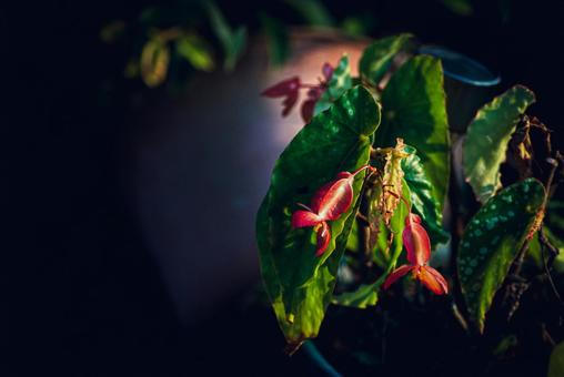 <素材>夏の早朝に咲いたベゴニアの花 <素材>夏の早朝に咲いたベゴニアの花の写真