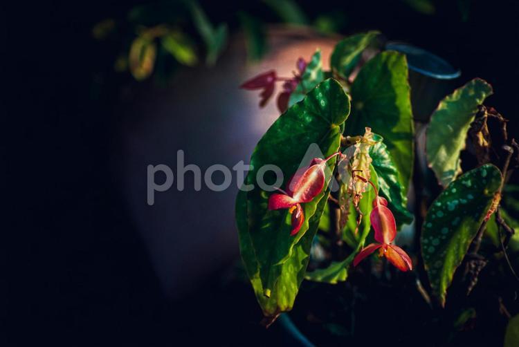 ＜素材＞夏の早朝に咲いたベゴニアの花 ベゴニア,風景,花の写真素材