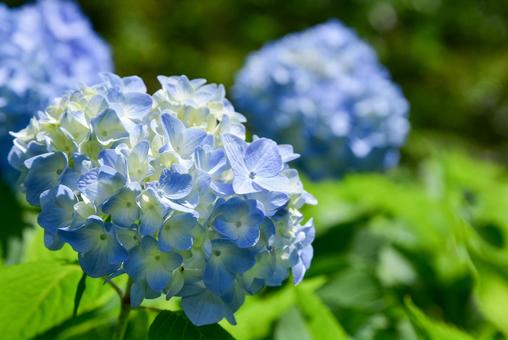 紫陽花の写真