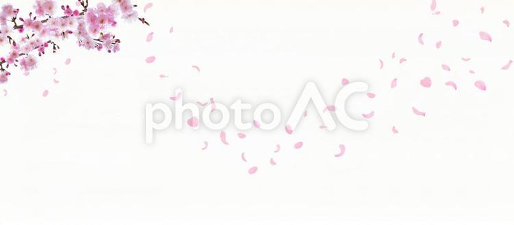春の満開の桜　舞い散る花びら 春,桜,満開の写真素材