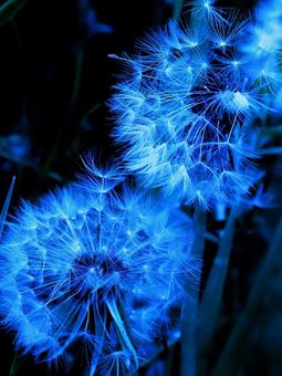 たんぽぽ たんぽぽ,花,風景の写真素材