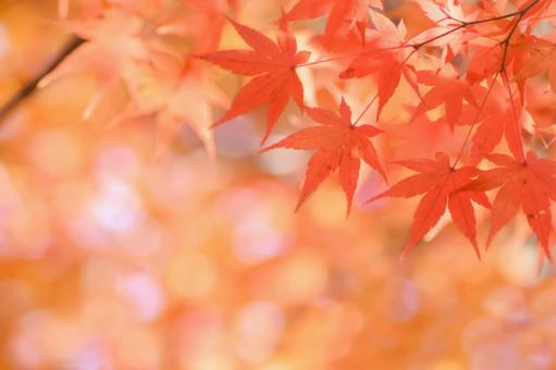 紅葉の秋もみじ 紅葉の秋もみじの写真