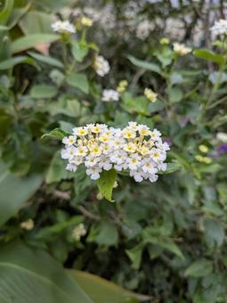 白くて可憐なランタナ ランタナ,ホワイト,可憐の写真素材