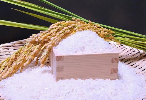 新米のお米 米,新米,白米の写真素材