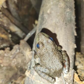 カエルの橋渡り カエルの橋渡り カエル,井戸,ヒキガエルの写真素材