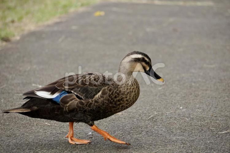 昭和記念公園内を歩く鴨 カモ,鴨,鳥の写真素材