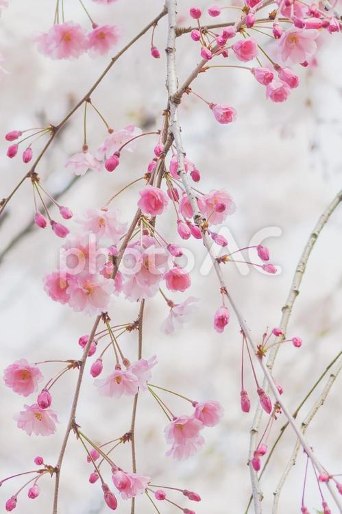 公園のさくら 桜,ピンク,４月の写真素材