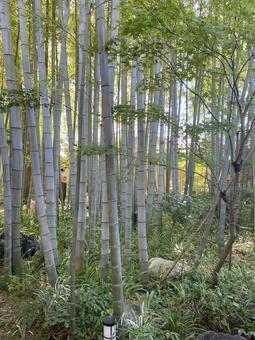 竹林 竹林 竹,竹林,景色の写真素材