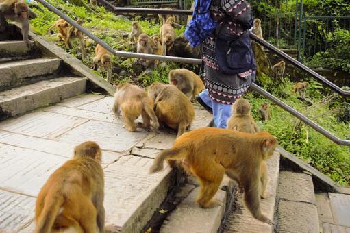 モンキーテンプルのサル　ネパール　3 スワヤンブナート,モンキーテンプル,サルの写真素材