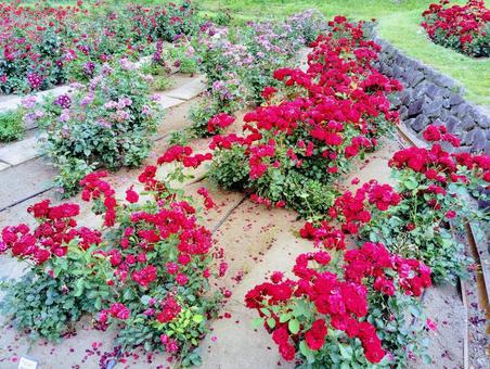 浜寺公園の薔薇 浜寺公園の薔薇の写真