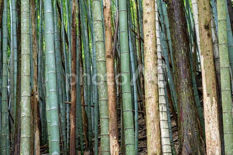 杉と竹の雑木林 竹やぶ,笹,竹の写真素材
