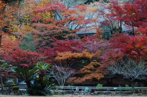 色とりどりの紅葉 色とりどりの紅葉の写真