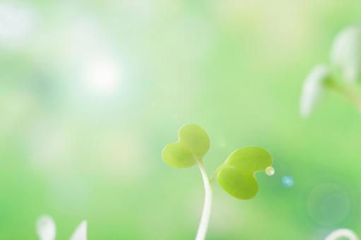 緑背景の新芽 緑背景の新芽の写真