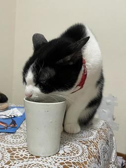 ネコの日常の写真