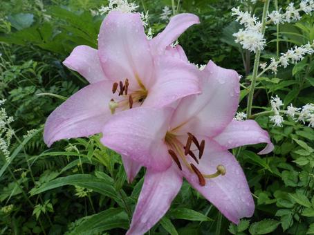 山野草・ササユリ(経ヶ岳) 山野草・ササユリ(経ヶ岳) ササユリ,花,植物の写真素材