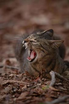 Stray cat yawning in the forest, JPG Stray cat yawning in the forest, JPG