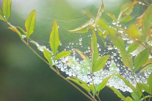 Raindrops on a spider web, JPG Raindrops on a spider web, JPG