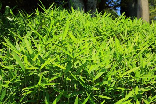 新緑 新緑の写真