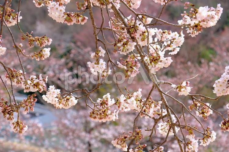 桜　近所の公園 桜,さくら,サクラの写真素材