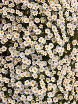 マーガレット 白い花,マーガレット,花畑の写真素材