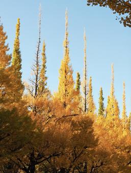 明治神宮外苑イチョウ並木 明治神宮,外苑,イチョウの写真素材