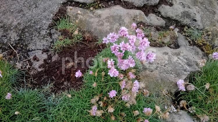 イギリス　海岸沿いの花 花,河岸段丘,海岸通の写真素材