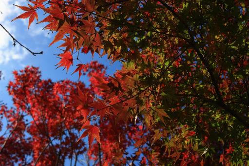 もみじの赤に包まれる秋 もみじ,モミジ,かえでの写真素材
