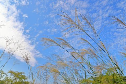すすき　青空　白い雲 ススキ,空,青空の写真素材