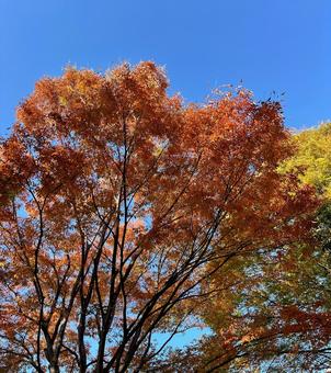 紅葉する木々 紅葉,彩り,秋の写真素材