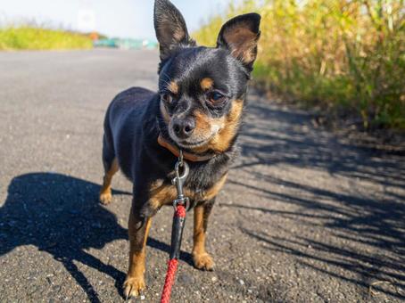 散歩する犬 犬,わんこ,ペットの写真素材