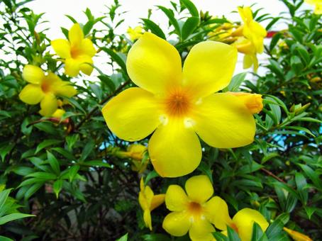 黄色い花 黄色い花の写真