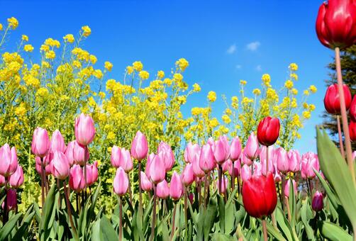 チューリップと菜の花と青空の風景 チューリップ,ナノハナ,はなの写真素材
