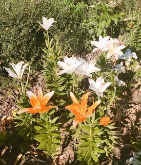 花 花 リトーウェン,アイダホ,百合の花の写真素材