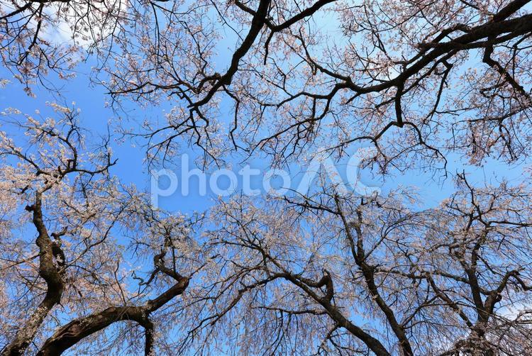 徳佐のしだれ桜  徳佐のしだれ桜,桜,桜並木の写真素材