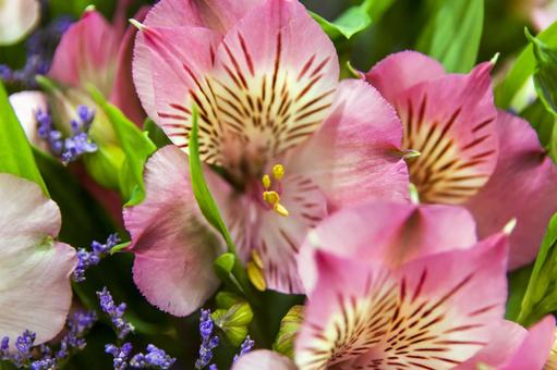 アルストロメリア6（田原市） アルストロメリア,田原市,愛知県の写真素材