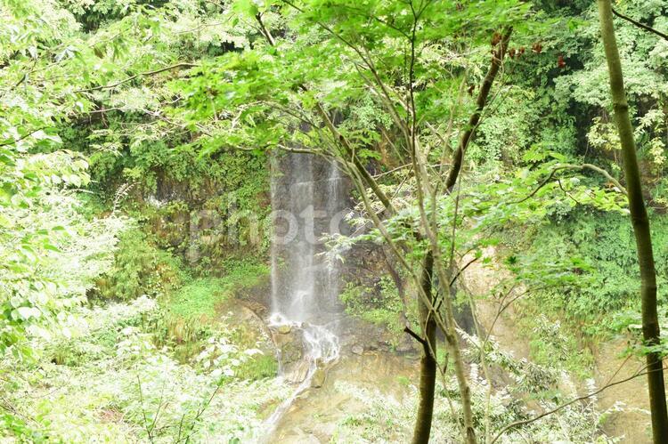 森の中の滝 滝,川,小川の写真素材