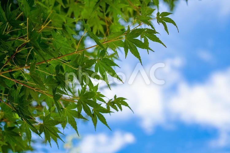 青空とモミジ グリーン,緑,葉の写真素材
