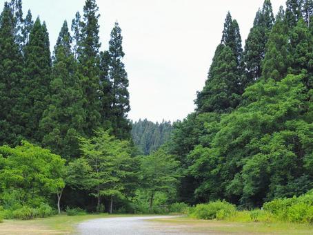 夏の景色38 夏の景色38 夏,季節,森の写真素材