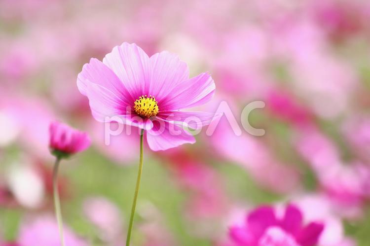 コスモスの花のある秋の風景 コスモス,秋,花の写真素材