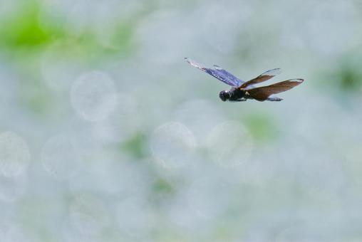 Flying Butterfly Dragonfly, JPG