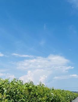 伸び放題の雑草 雑草,晴れ,快晴の写真素材