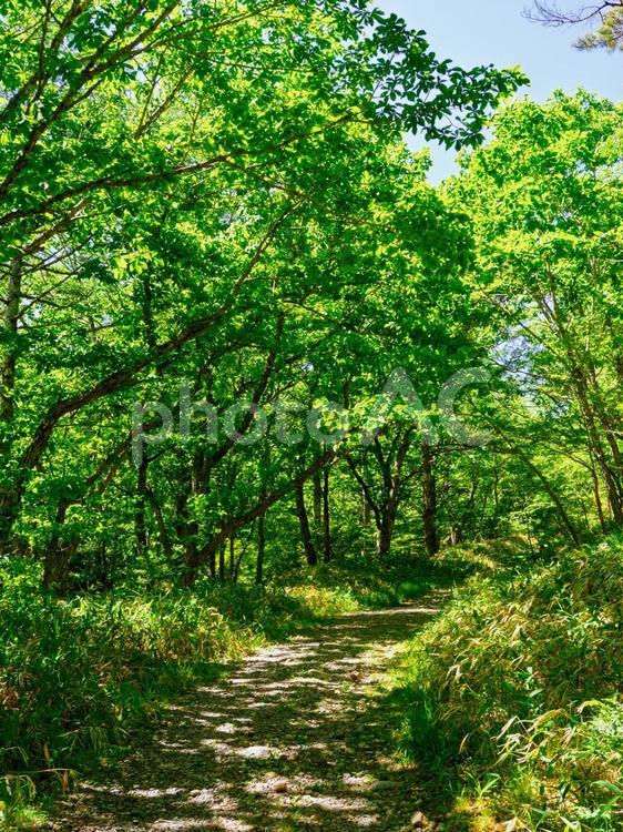 新緑、森の中、小道 森,新緑,初夏の写真素材