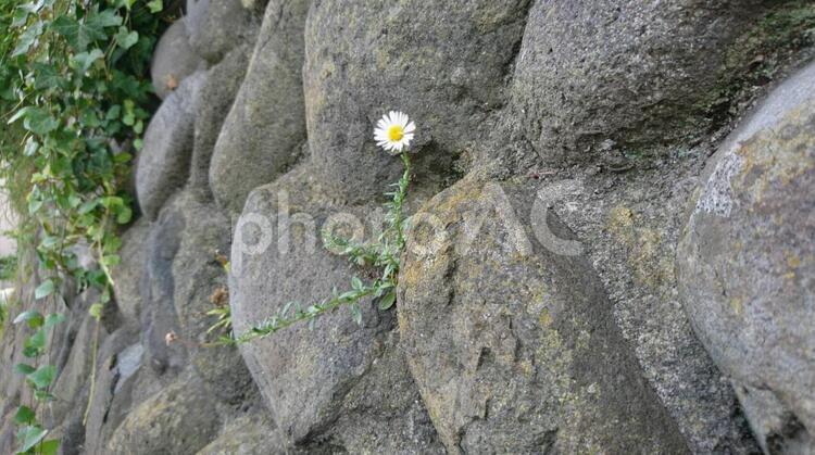 凛として 花,一輪,白い花の写真素材