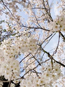 門出の桜 03 桜,さくら,染井吉野の写真素材