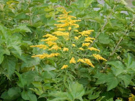【花の写真】セイタカアワダチソウ 【花の写真】セイタカアワダチソウ セイタカアワダチソウ,背高泡立草,黄色の写真素材