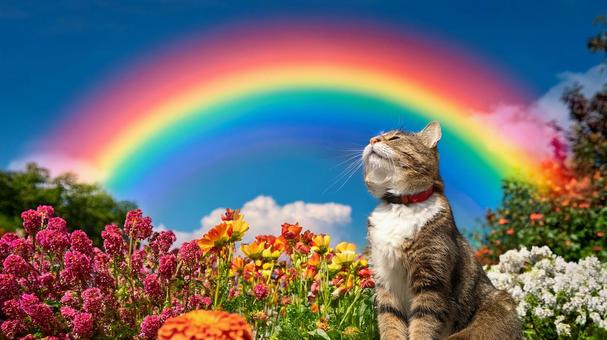 虹を見上げる猫 虹を見上げる猫の写真