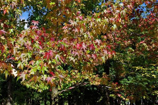 染まりかけたモミジバフウ 染まりかけたモミジバフウ モミジバフウ,紅葉葉楓,アメリカフウの写真素材
